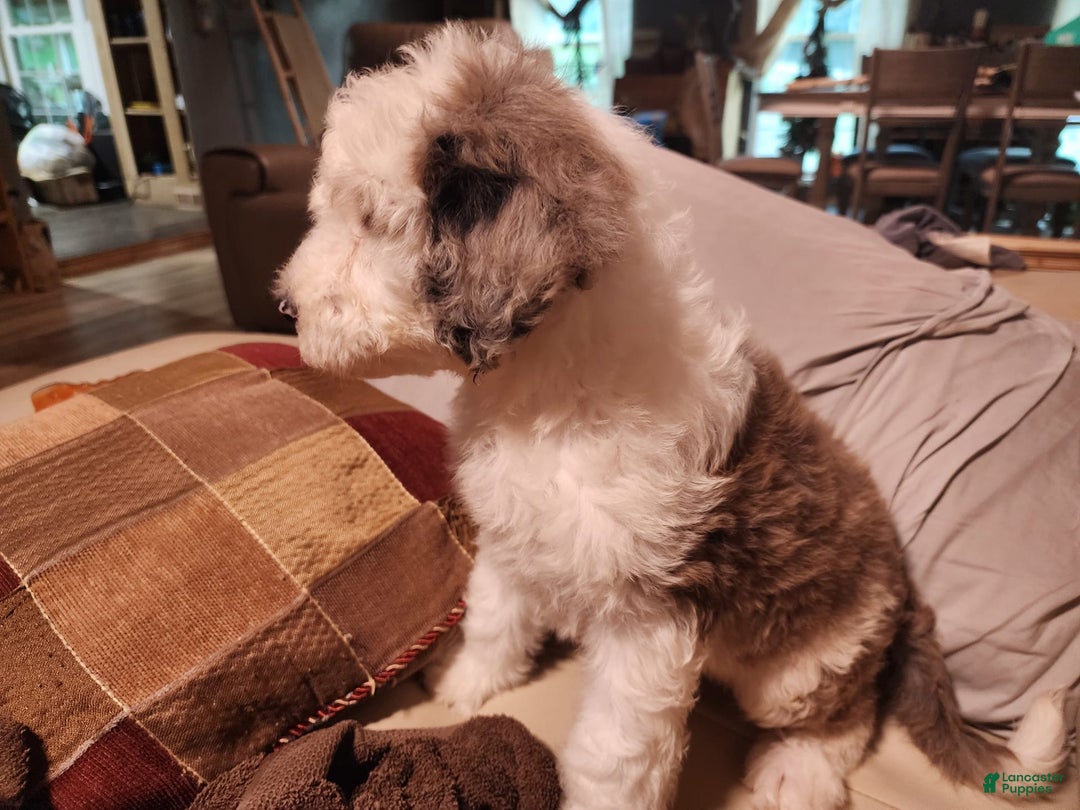Sheepadoodle dogs for sale: Stormy - Image 2