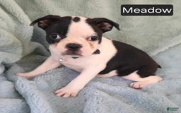 Boston Terrier dogs for sale: Meadow - Image 4