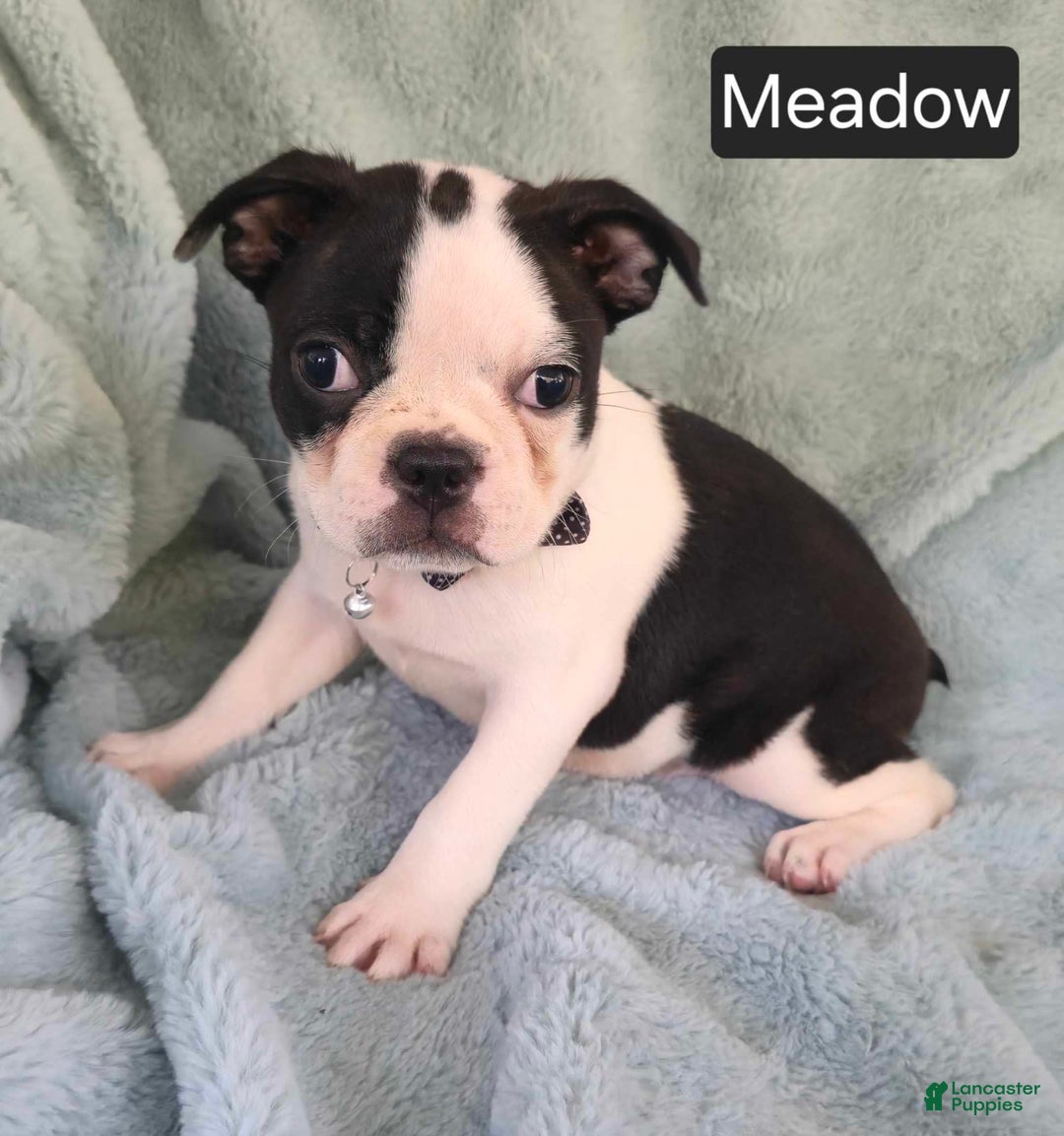 Boston Terrier dogs for sale: Meadow - Image 4