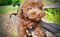 Havapoo dogs for sale: Flower - Image 8