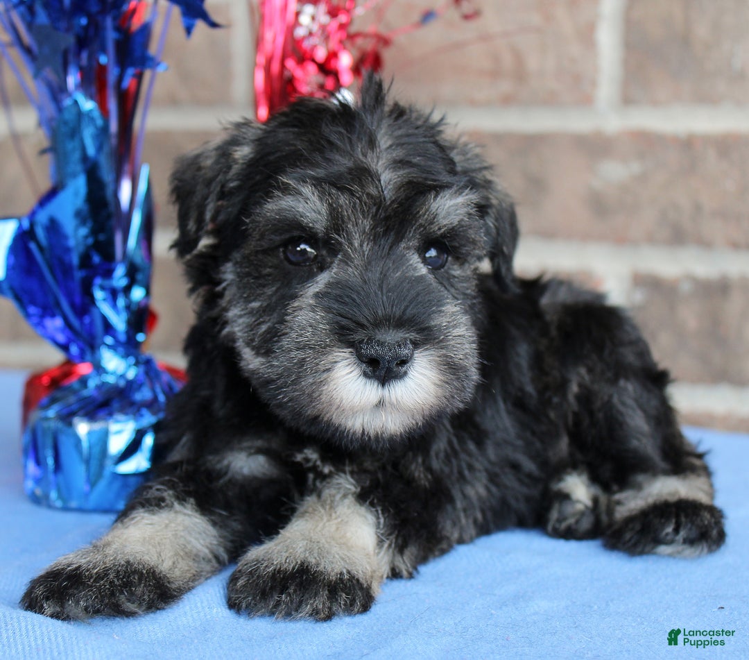 Miniature Schnauzer dogs for sale: Koda - Image 1