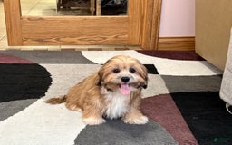 Lhasa Apso dogs for sale: Janie - Image 4