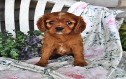 Cavalier King Charles Spaniel dogs for sale: Cavalier King Charles Spaniel 4 puppies - Image 1