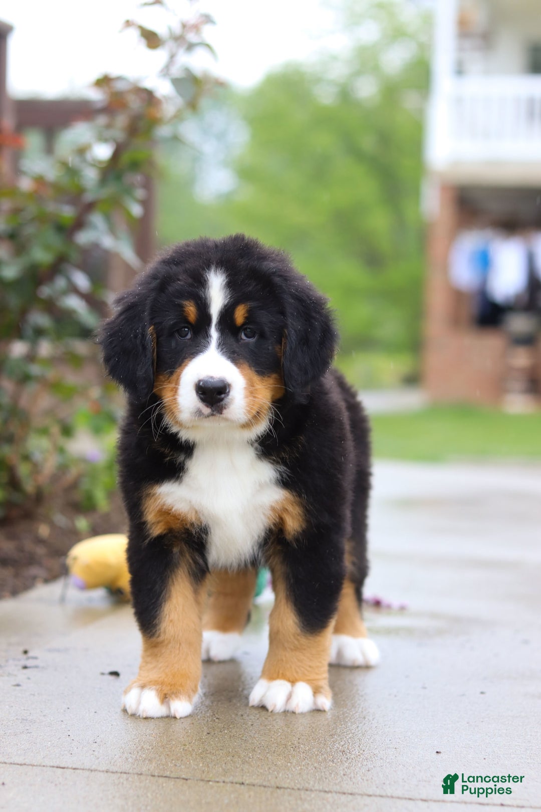 Bernese Mountain Dog dogs for sale: Katy - Image 13