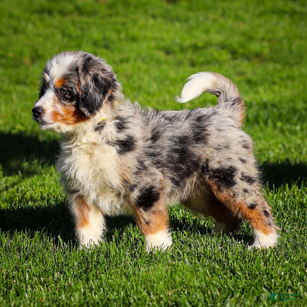 Mini Bernedoodle dogs for sale: Noli - Image 11