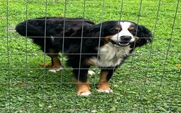 Bernese Mountain Dog dogs for sale: Yellow Girl - Image 7