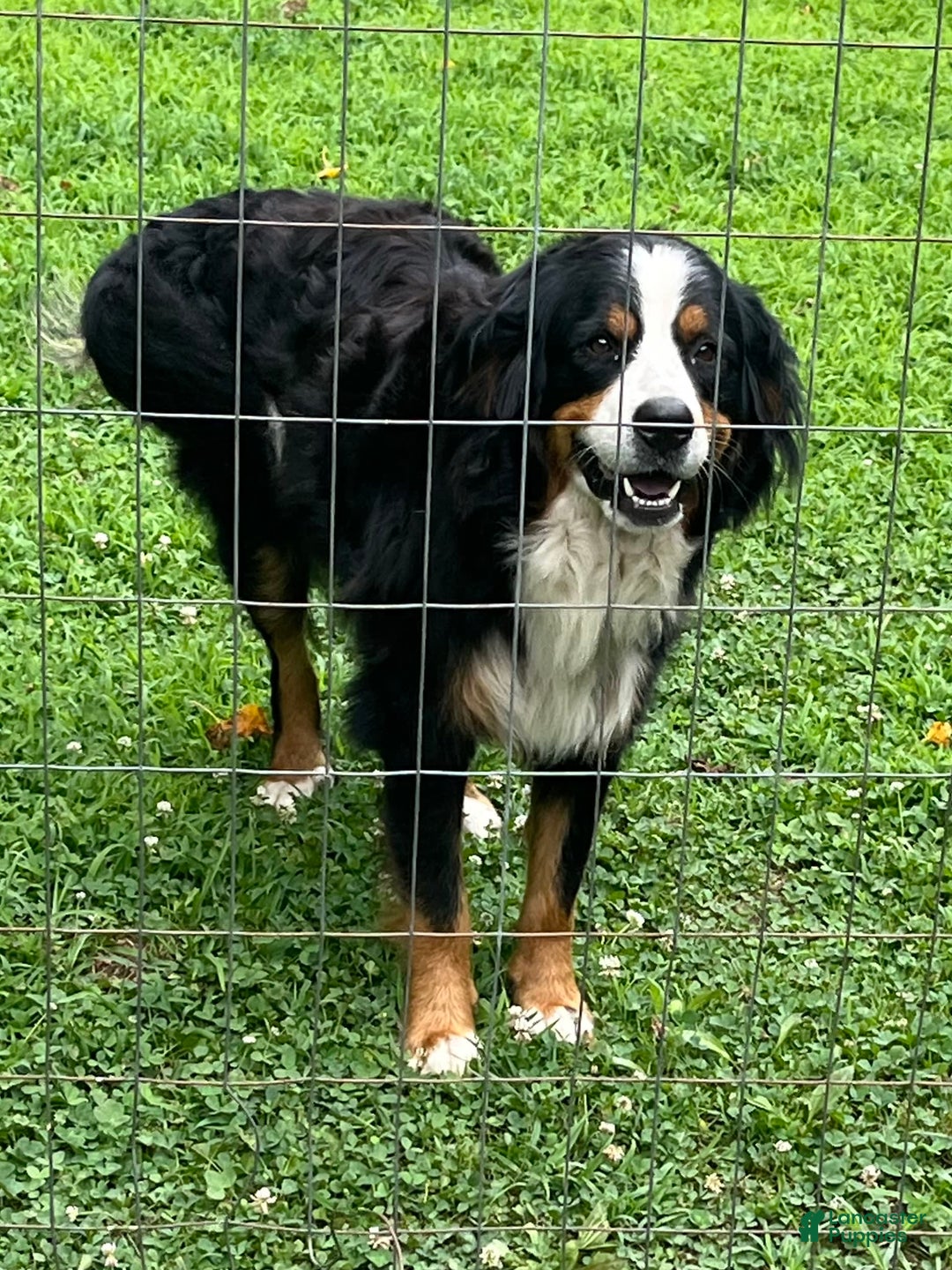 Bernese Mountain Dog dogs for sale: Yellow Girl - Image 7