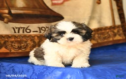 Shih Tzu dogs for sale: Shih Tzu 4 puppies - Image 4