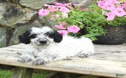 Cavapoo dogs for sale: Smokey - Image 3