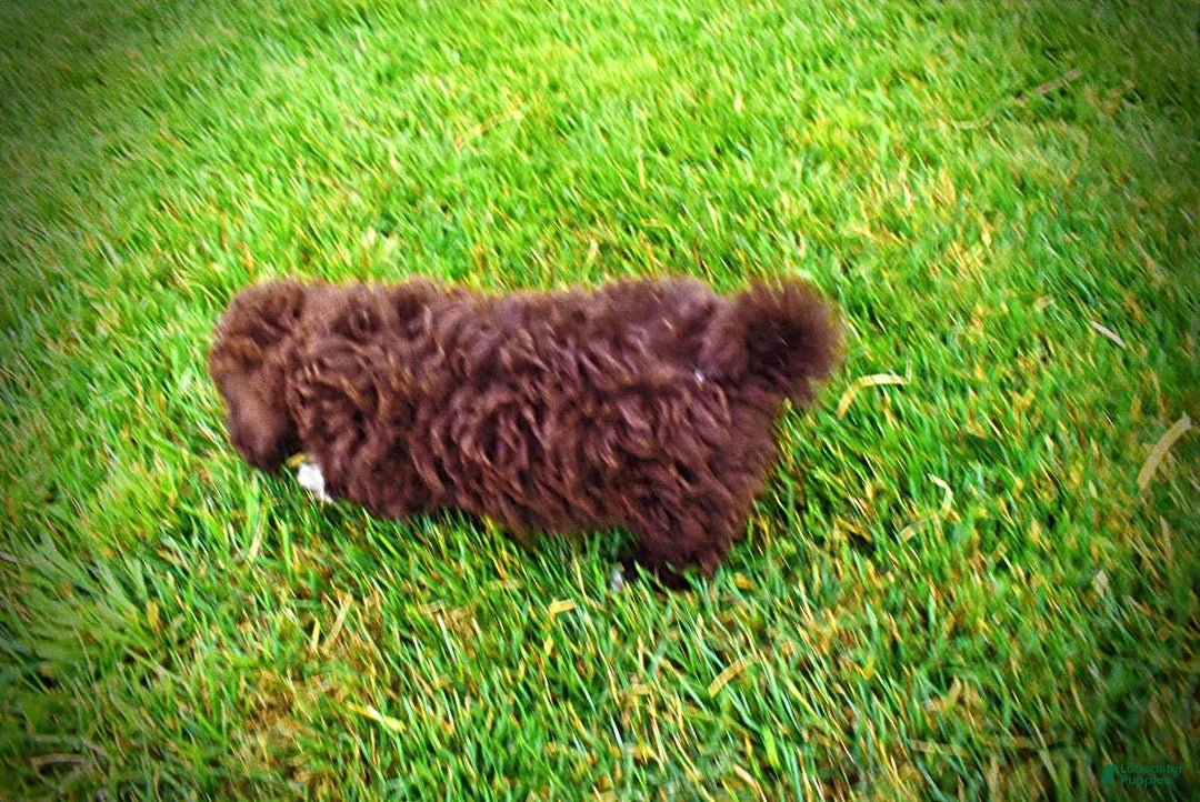 Havapoo dogs for sale: Bliss - Image 5