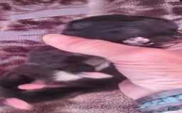 Pomeranian dogs for sale: Sam - Image 1
