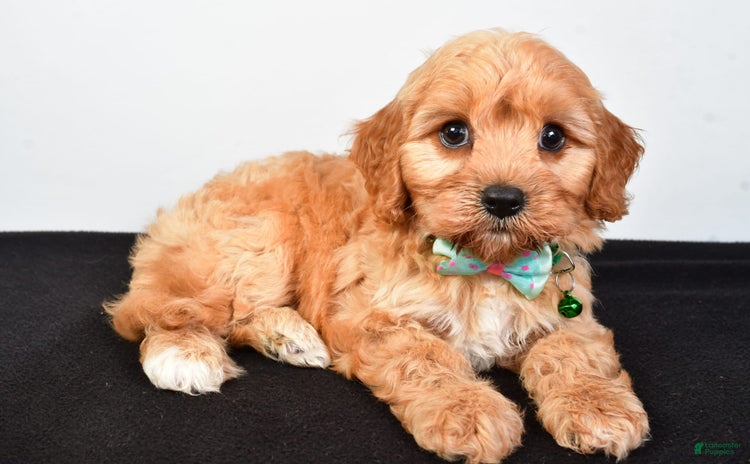 Cavachon dogs for sale - Ad 2