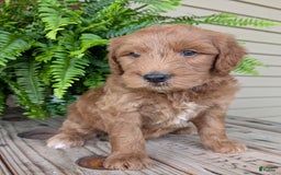 Goldendoodle dogs for sale: Cash - Image 40