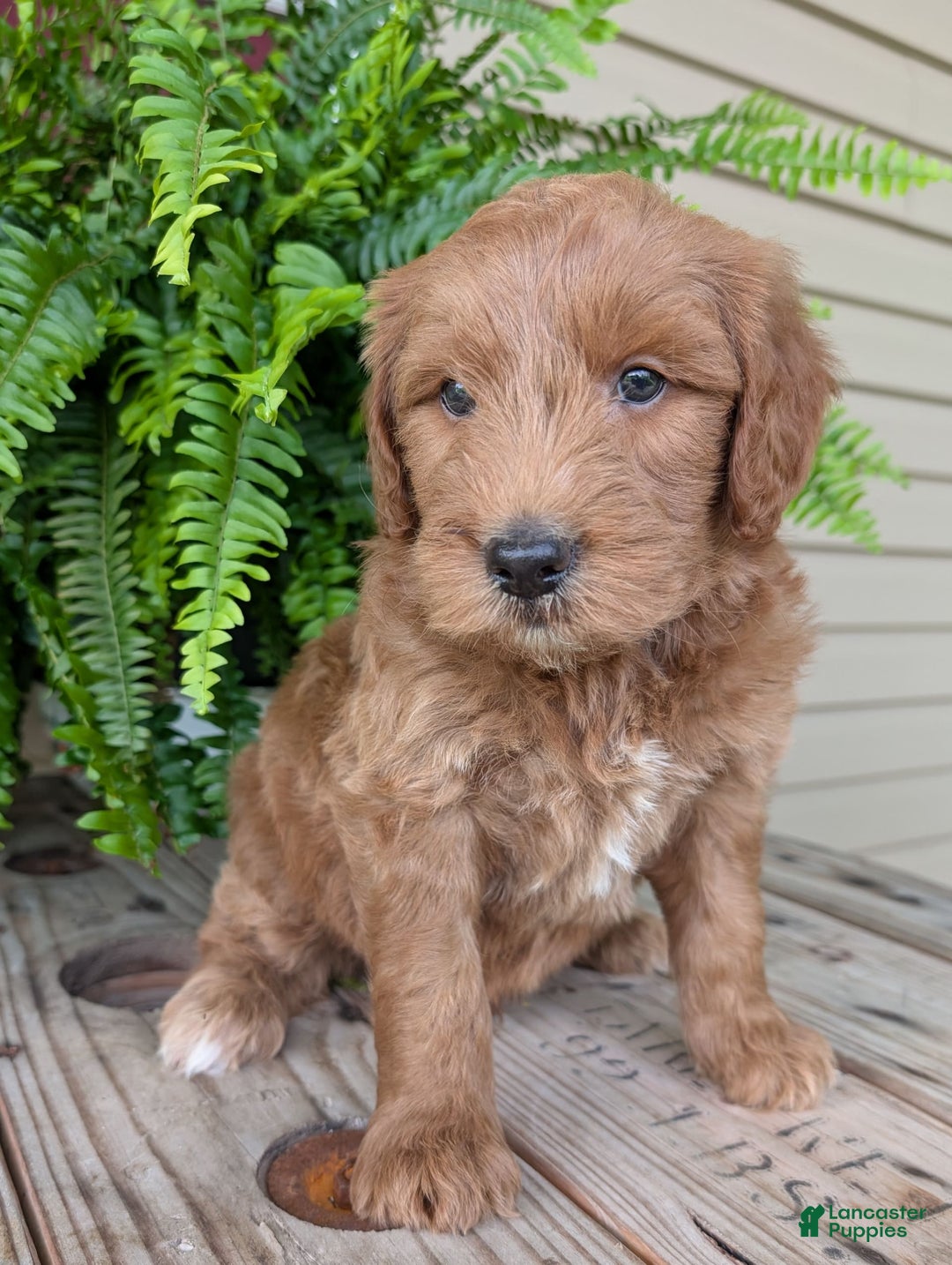 Goldendoodle dogs for sale: Cash - Image 40