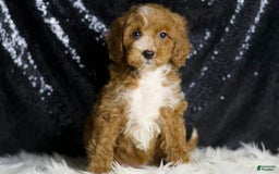 Mini Goldendoodle dogs for sale: Flashy - Image 4