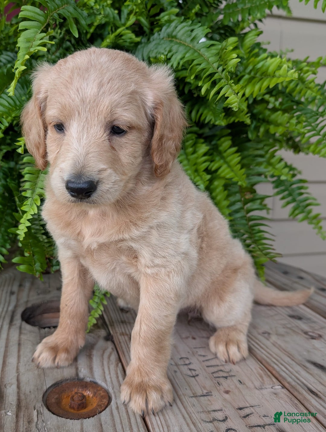 Goldendoodle dogs for sale: Bella - Image 23