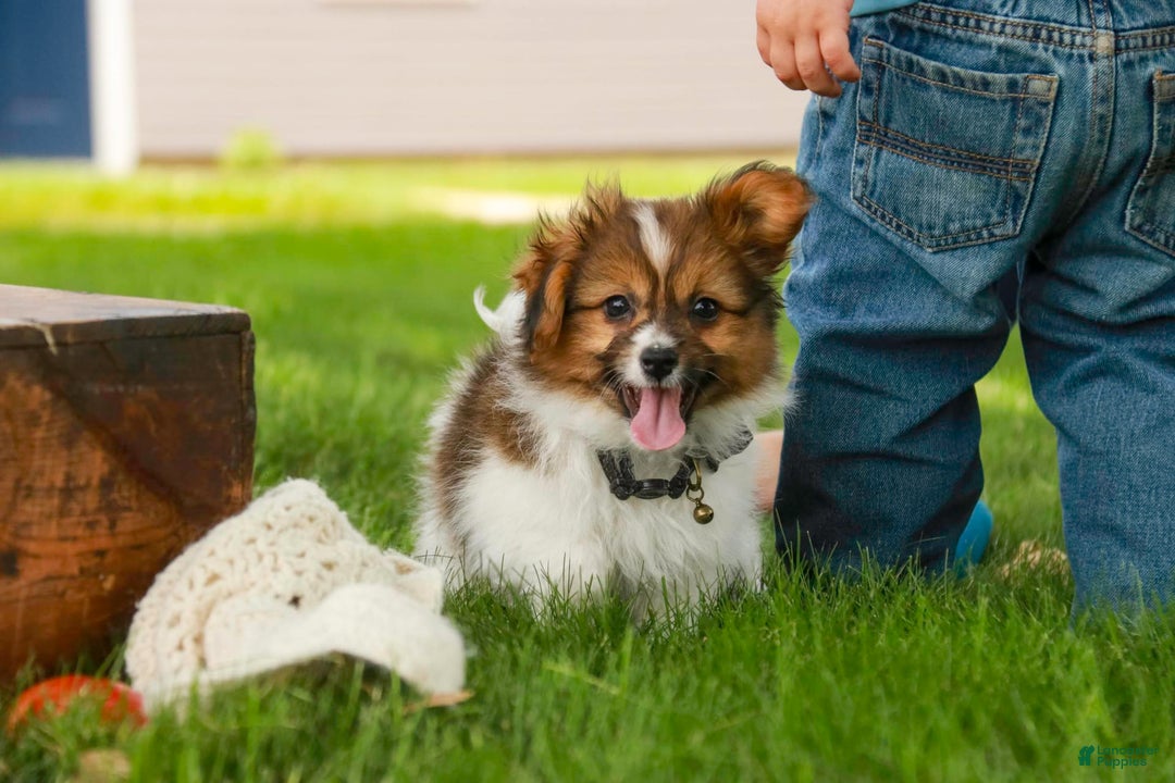 Papillon dogs for sale: Rome - Image 2
