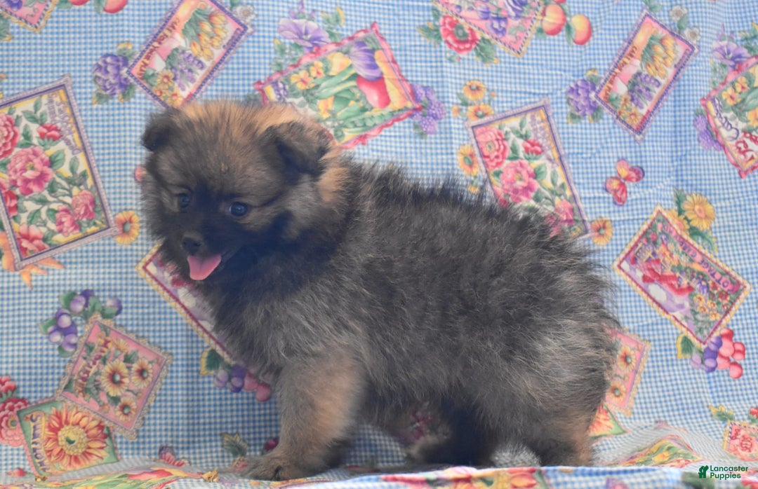 Pomeranian dogs for sale: Kenny - Image 2