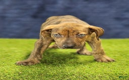 Catahoula Leopard Dog dogs for sale: Diamond 2025 M1 - Image 13