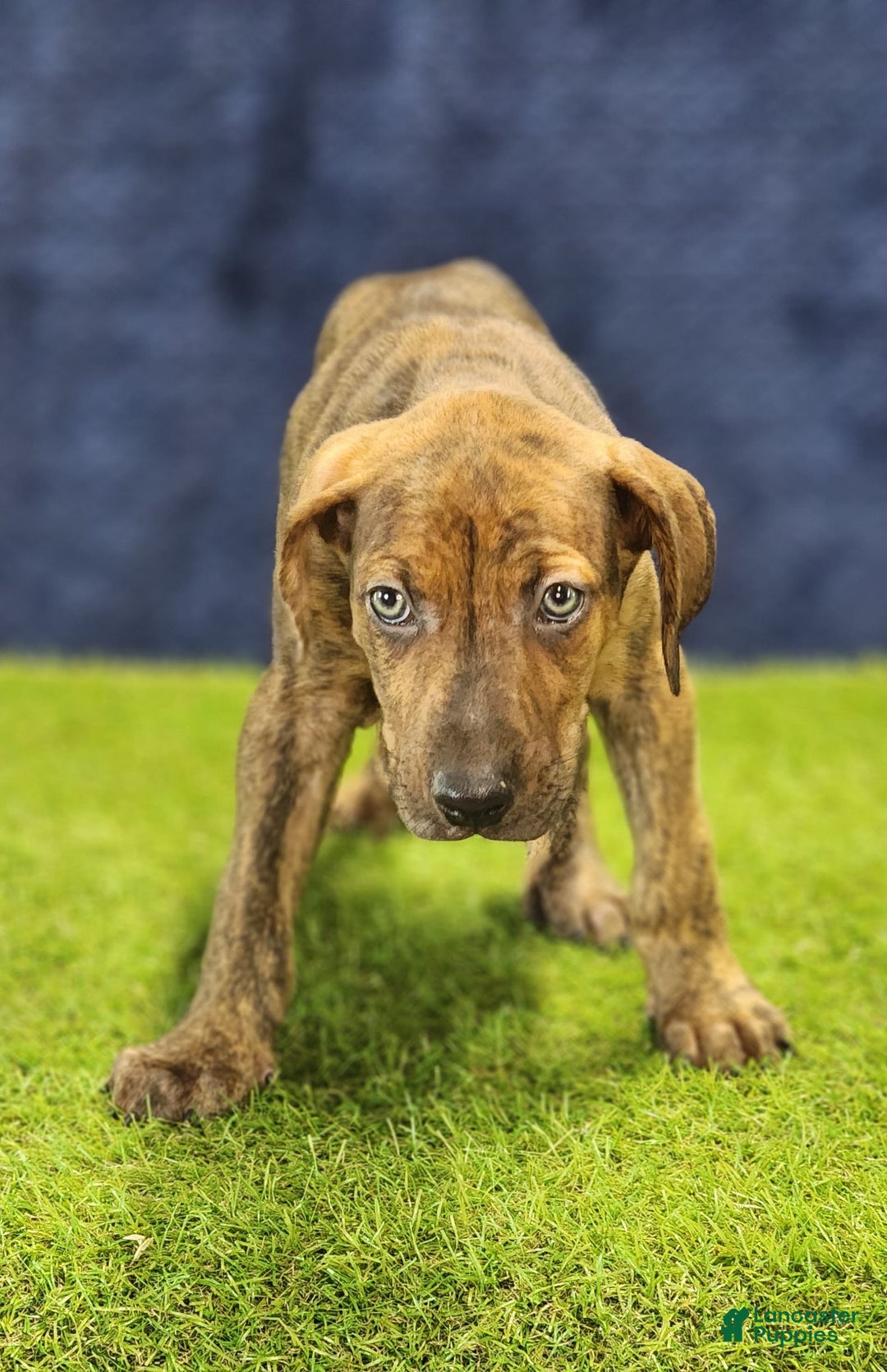 Catahoula Leopard Dog dogs for sale: Diamond 2025 M1 - Image 13