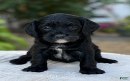 Cavapoo dogs for sale: Lucy - Image 13
