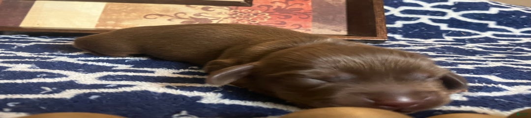 Bailey