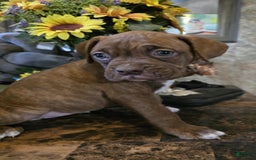 Boxer dogs for sale: Latte - Image 1