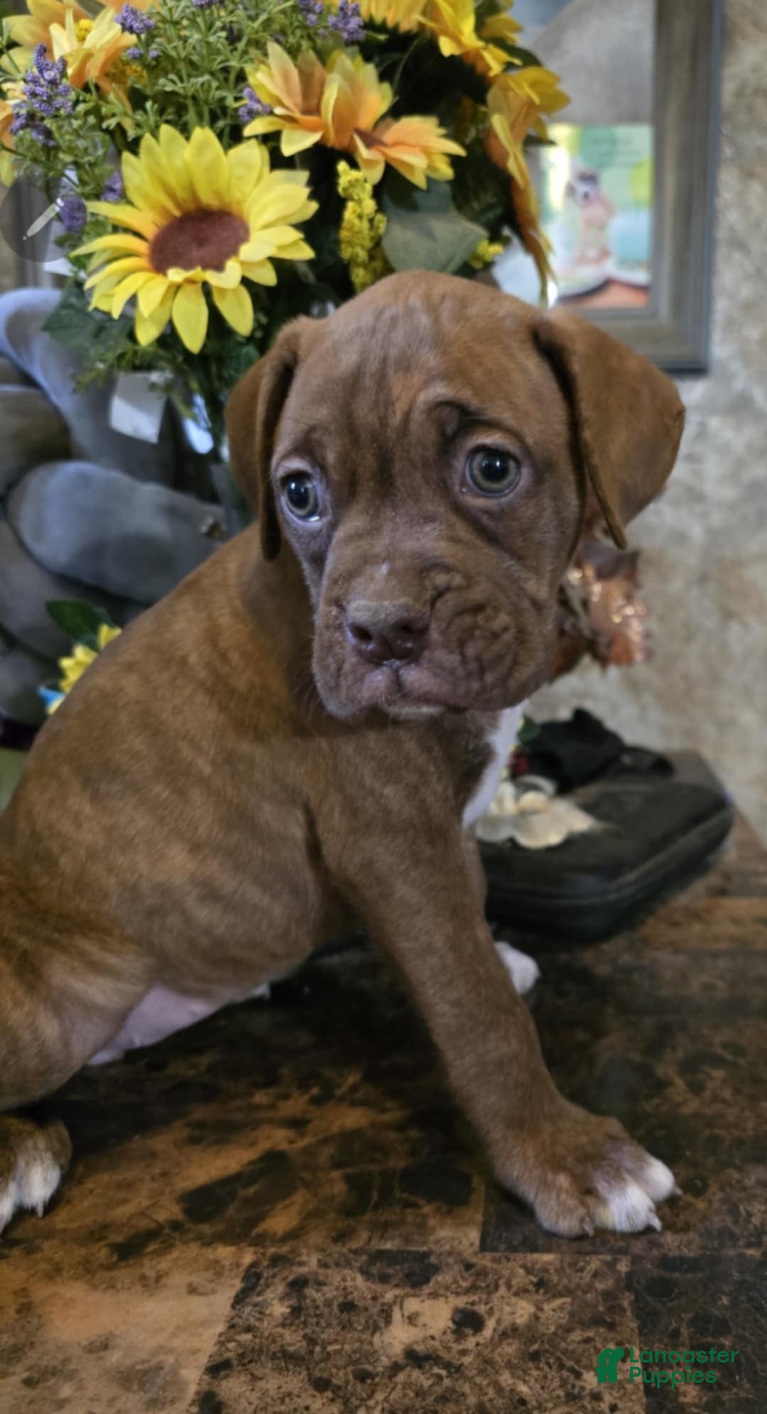 Boxer dogs for sale: Latte - Image 1