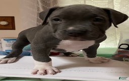 American Bully dogs for sale: Boss Baby - Image 5