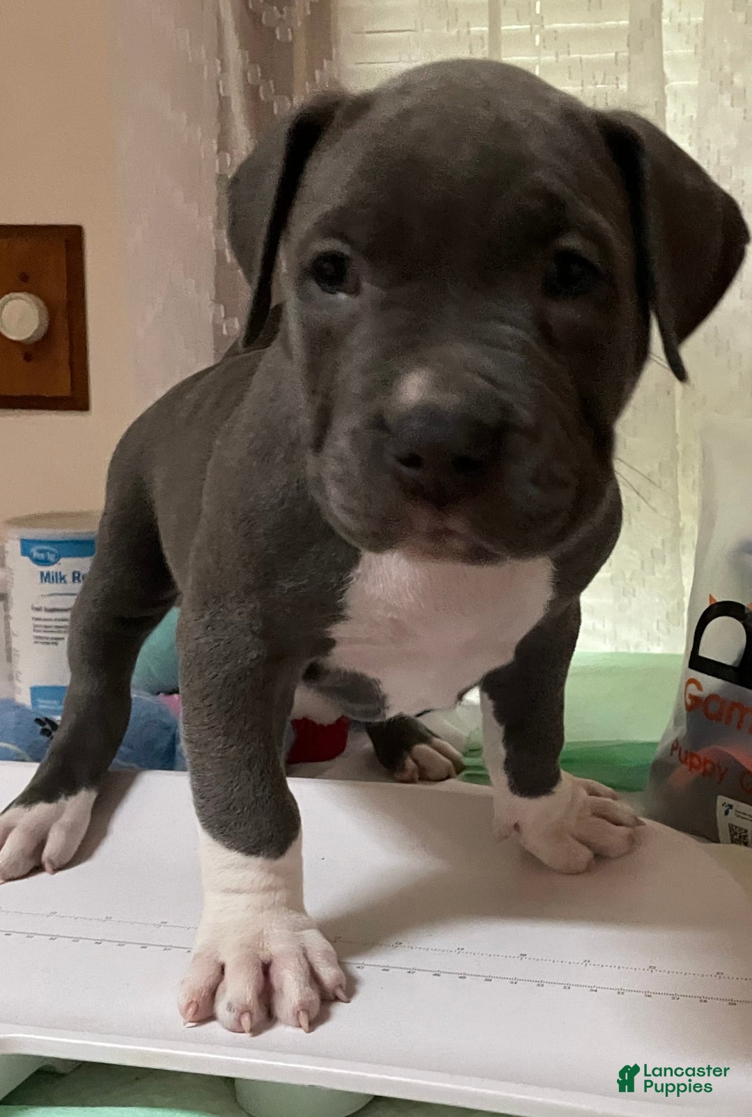 American Bully dogs for sale: Boss Baby - Image 5