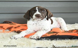German Shorthaired Pointer dogs for sale: Anchor - Image 4