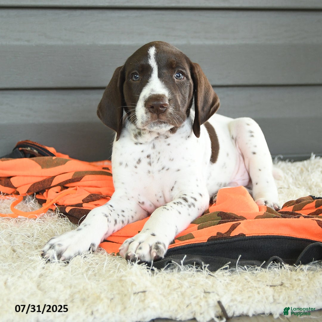 German Shorthaired Pointer dogs for sale: Anchor - Image 4