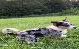 Australian Shepherd dogs for sale: Abbey - Image 5