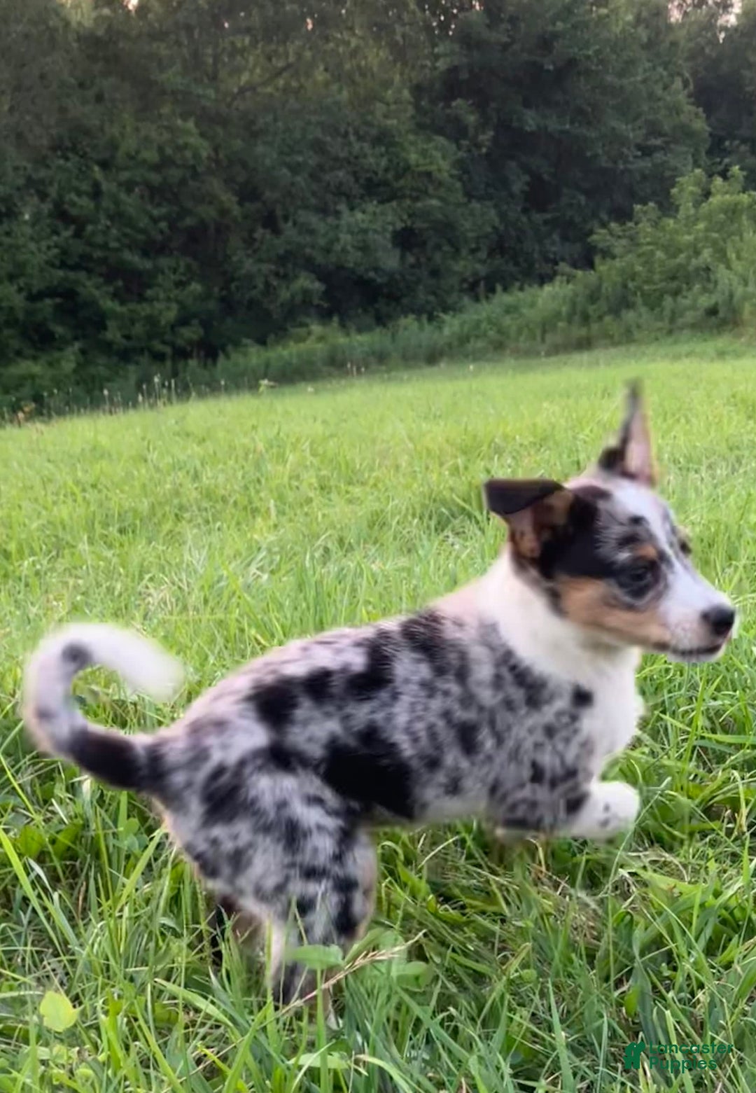 Australian Shepherd dogs for sale: Abbey - Image 5
