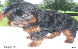 Yorkiepoo dogs for sale: Mia - Image 21