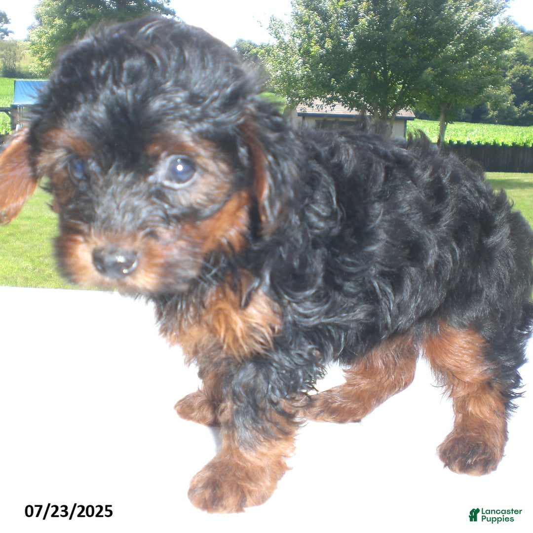 Yorkiepoo dogs for sale: Mia - Image 21