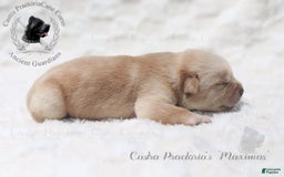 Cane Corso dogs for sale: "maximus" - Image 6