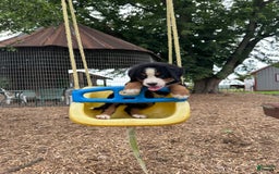 Bernese Mountain Dog dogs for sale: Kaylie - Image 1