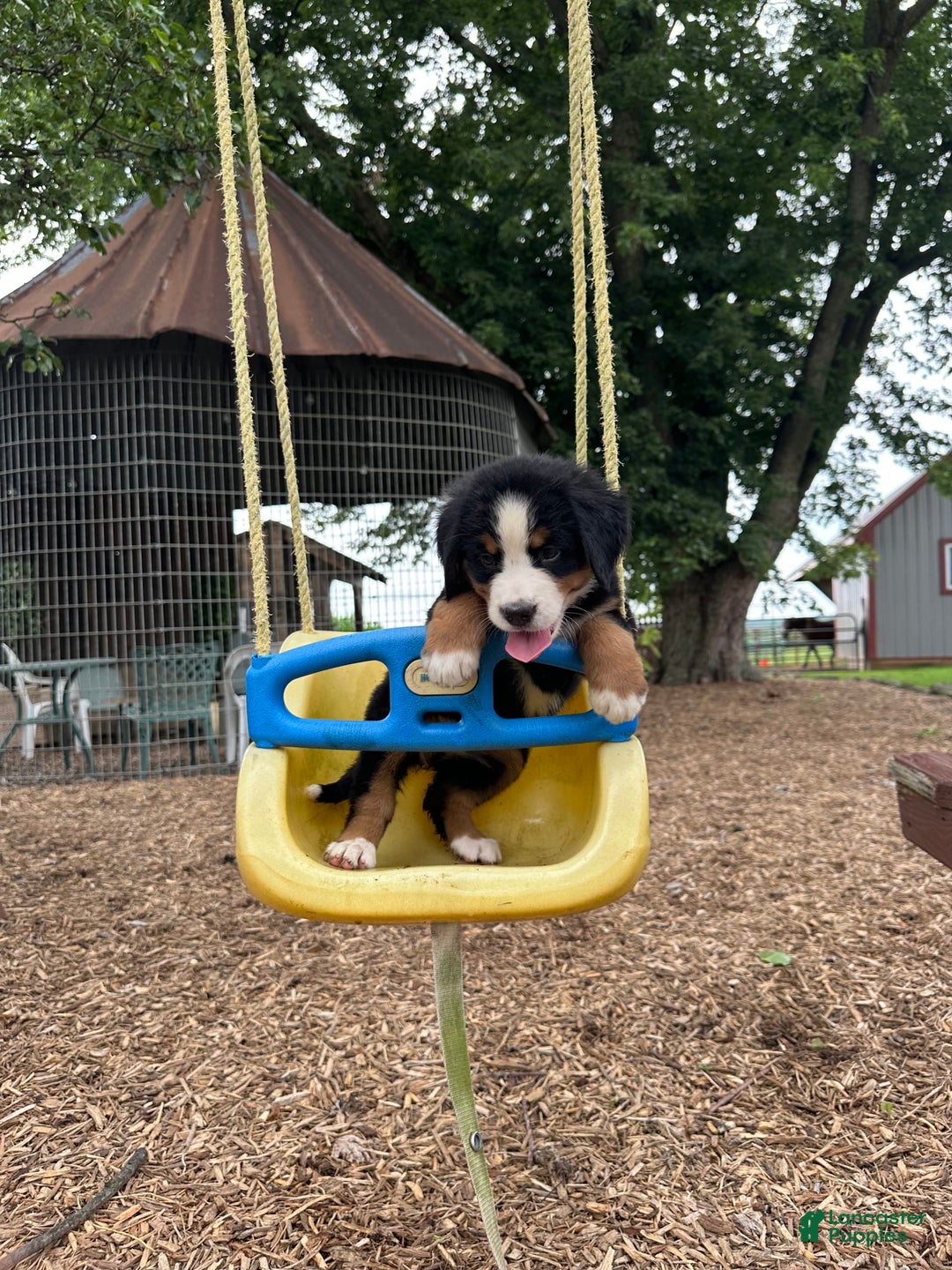Bernese Mountain Dog dogs for sale: Kaylie - Image 1