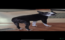 Boston Terrier dogs for sale: Dottie - Image 3