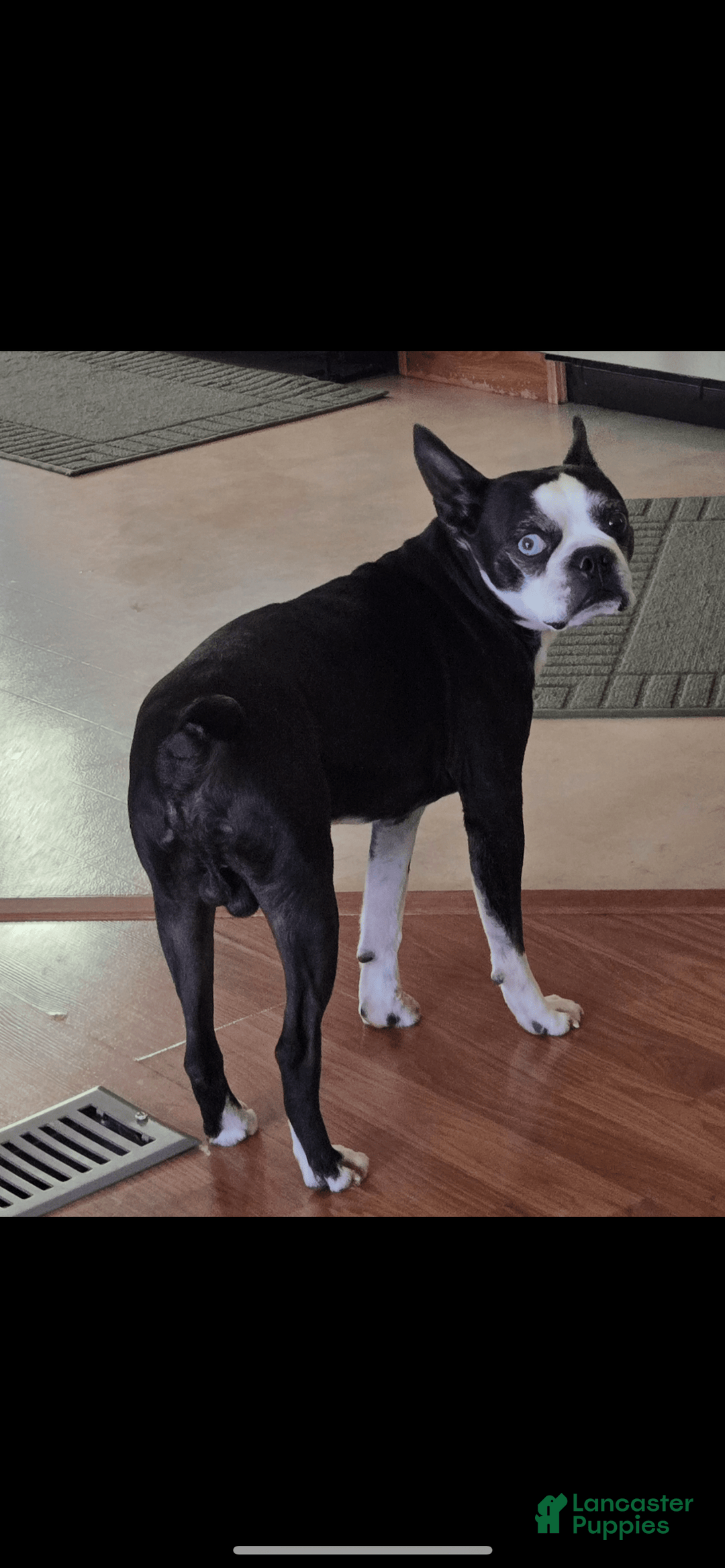 Boston Terrier dogs for sale: Dottie - Image 3