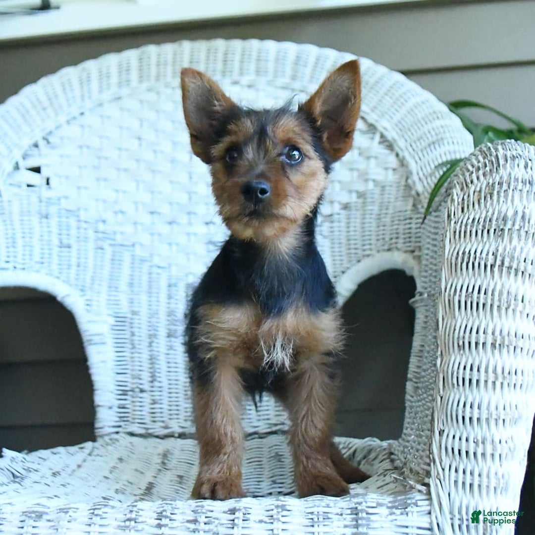 Yorkshire Terrier dogs for sale: Tilly - Image 9
