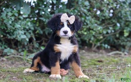 Bernese Mountain Dog dogs for sale: Alice - Image 2