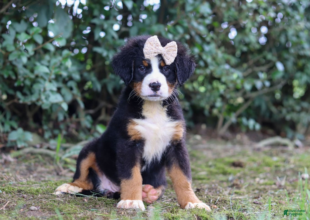 Bernese Mountain Dog dogs for sale: Alice - Image 2