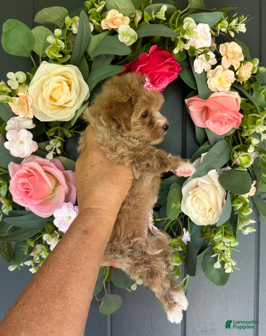 Maltipoo dogs for sale: TESSA - Image 2