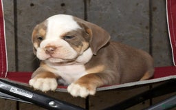 Beabull dogs for sale: Finn - Image 7