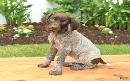 German Shorthaired Pointer dogs for sale: Owen - Image 1