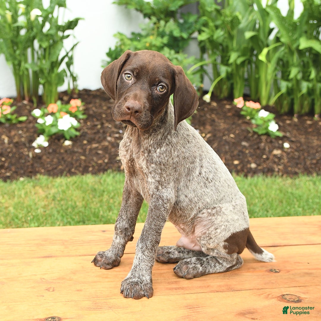 German Shorthaired Pointer dogs for sale: Owen - Image 1