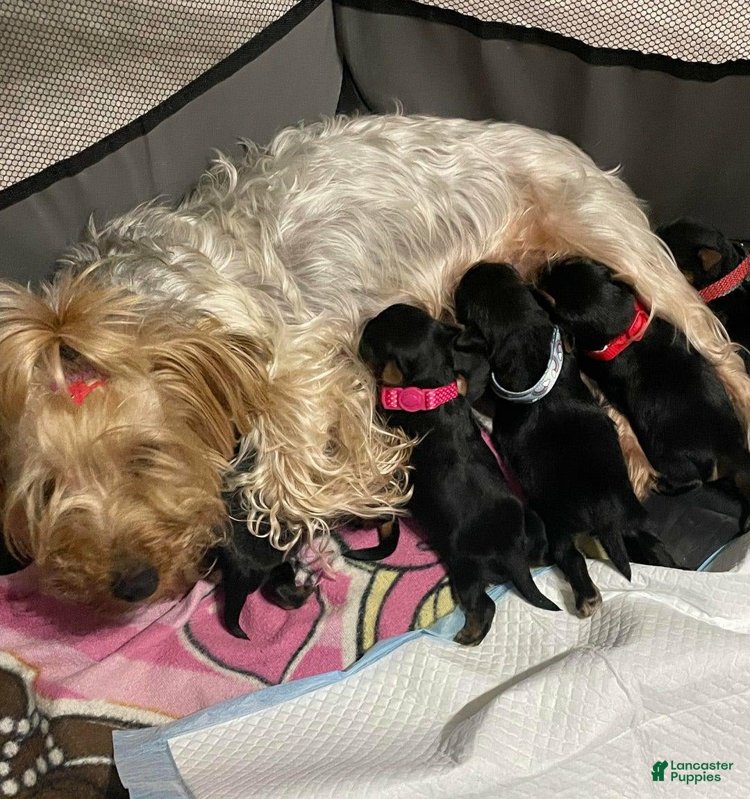 Yorkshire Terrier dogs for sale: Maxxy - Image 3