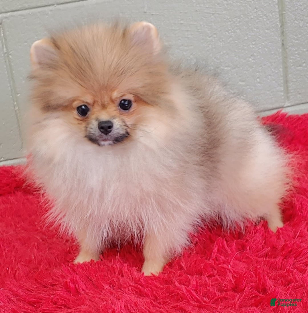 Pomeranian dogs for sale: Tiny poppy - Image 7